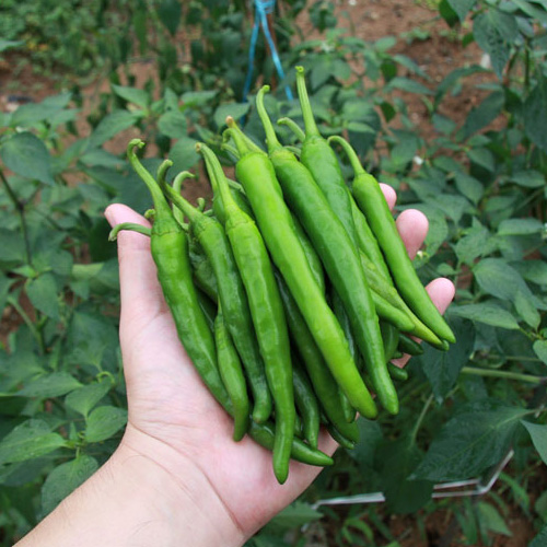 알싸하고 매콤한 청양고추 500g